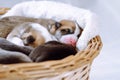 Furry sleepy tricolored welsh corgi puppies lying in blanket of wicker basket on white background. Vet control of health