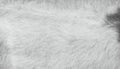 Furry soft texture of goat , animal skin patterns white grey background Royalty Free Stock Photo