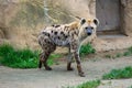 Furry spotted hyena walking around its habitat in a zoo