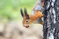 furry squirrel funny Peeps out of the barrel with the walnut in the teeth