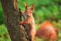 Furry squirrel in spring City Park