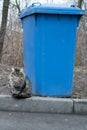 A furry stray cat sits near the trash cans. The problem of homeless animals. The concept. vertical format Royalty Free Stock Photo