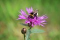 A furry striped bumblebee sits on a pink burdock flower