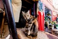 Furry striped cat sitting on rug in Marrakech medina souk, Morroco