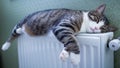 Furry striped pet cat lies on warm radiator relaxing Royalty Free Stock Photo