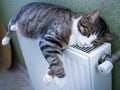 Furry striped pet cat lies on warm radiator resting