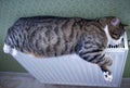 Furry striped pet cat lying on warm radiator relaxes