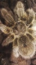 Furry tarantula spider