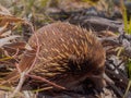 Furry Tasmanian short-beaked echidna