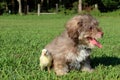 A Grey Toy Poodle Puppy and Baby Chick Royalty Free Stock Photo