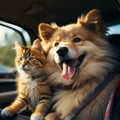 Furry travel buddies Dog and cat happily share car journey