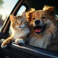 Furry travel buddies Dog and cat happily share car journey