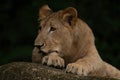 Furry vicious big lioness on laying on the rock in the zoo Royalty Free Stock Photo