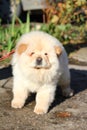 Chinese white chow chow puppy