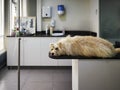 a furry white dog sedated a vet clinic. IV drip and other medical equipment visible.