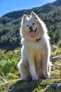 A furry white dog sitting contre-jour in the mountains