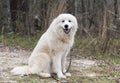 Furry white Great Pyrenees dog outside on leash