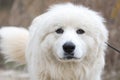 Furry white Great Pyrenees farm dog wagging tail Royalty Free Stock Photo