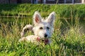 Furry white puppy is lying on a grass in a park near to the lake.