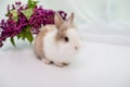Furry white rabbit with a red spot. Bouquet of lilac in the background Royalty Free Stock Photo