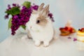 Furry white rabbit with a red spot. Bouquet of lilac in the background Royalty Free Stock Photo