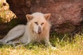 Furry White Wolf Resting in the Shade Royalty Free Stock Photo
