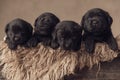 Furry wooden box holding four labrador retriever puppies