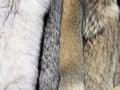 Furs Royalty Free Stock Photo