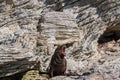 Sealion yawning while sunbathing and relaxing in the bay of Kaikoura