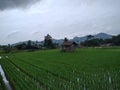 Further inlandrice fields beneath the hills further the natural beauty