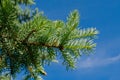 Furtree against blue sky Royalty Free Stock Photo