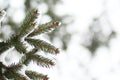 Furtree branch under snow