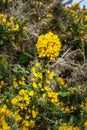 Furze bush with yellow blossoms in spring