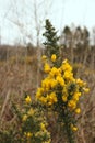 Furze or Gorse Royalty Free Stock Photo