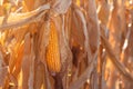 Fusarium corn ear rot damage. most common maize disease Royalty Free Stock Photo