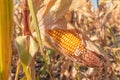 Fusarium corn ear rot damage. most common maize disease Royalty Free Stock Photo