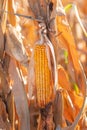 Fusarium corn ear rot damage. most common maize disease