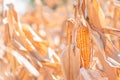 Fusarium corn ear rot damage. most common maize disease Royalty Free Stock Photo