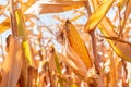 Fusarium corn ear rot damage. most common maize disease Royalty Free Stock Photo