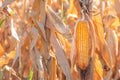 Fusarium corn ear rot damage. most common maize disease