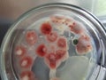 Fusarium fungal colonies on saboraud dextrose agar