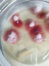 Fusarium fungal colonies on sabouraud dextrose agar medium