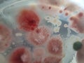Fusarium fungal colonies on saboraud dextrose agar