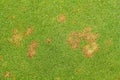 Fusarium Patch Michrodochium Nivale. Royalty Free Stock Photo