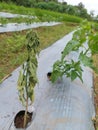 Fusarium wilt of chili plants is a detrimental disease