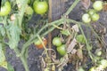 Fusarium wilt disease, damaged by disease and pests of tomato leaves Royalty Free Stock Photo
