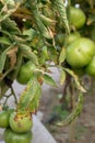 Fusarium wilt disease on tomato. damaged by disease and pests of tomato leaves Royalty Free Stock Photo