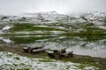 Fuscher Lacke, Grossglockner High Alpine Road, Austria Royalty Free Stock Photo