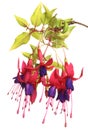 Fuschia flowers on white background Royalty Free Stock Photo