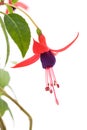 Fuschia flower Royalty Free Stock Photo